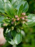 Escallonia virgata