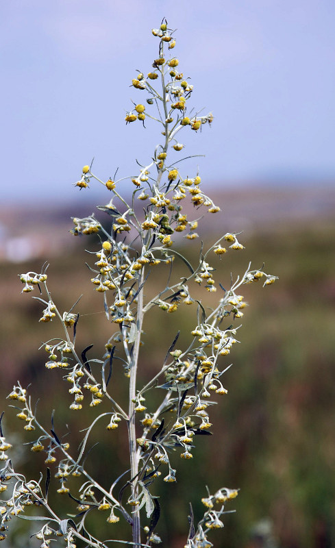 Image of Artemisia absinthium specimen.