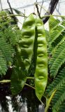 Albizia julibrissin