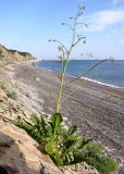 Crambe koktebelica