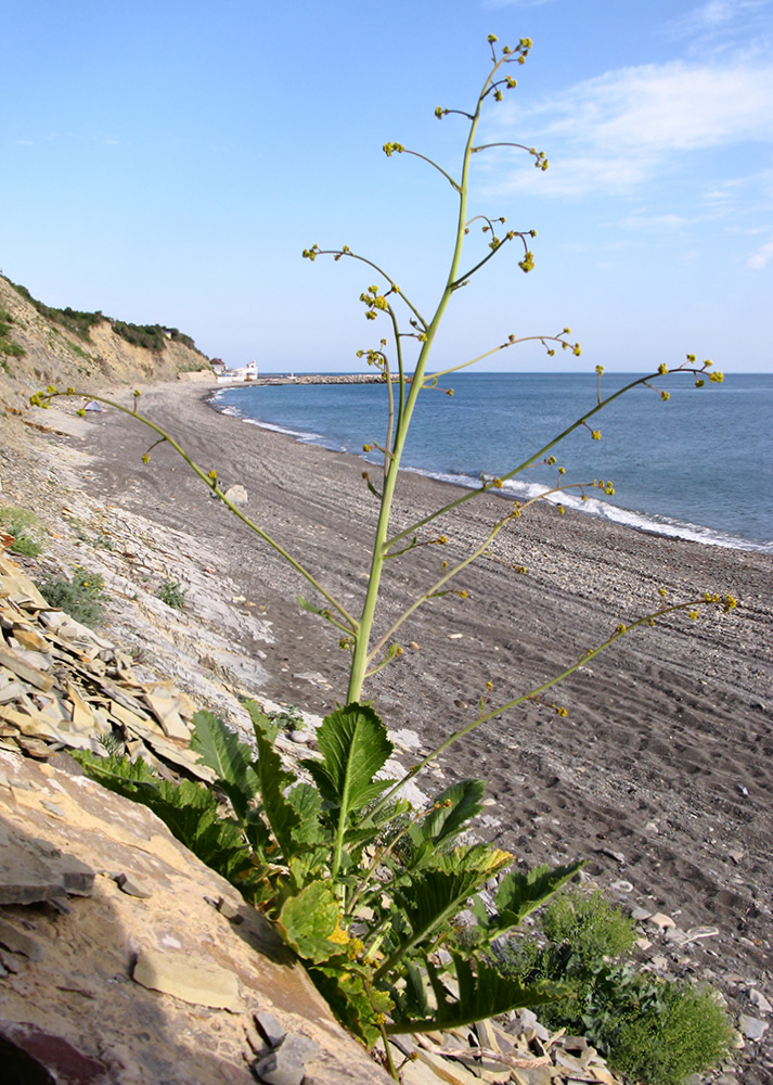 Image of Crambe koktebelica specimen.