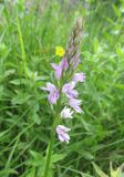 Dactylorhiza iberica. Соцветие. Крым, Судакский р-н, окр. пос. Весёлое. 11.06.2014.