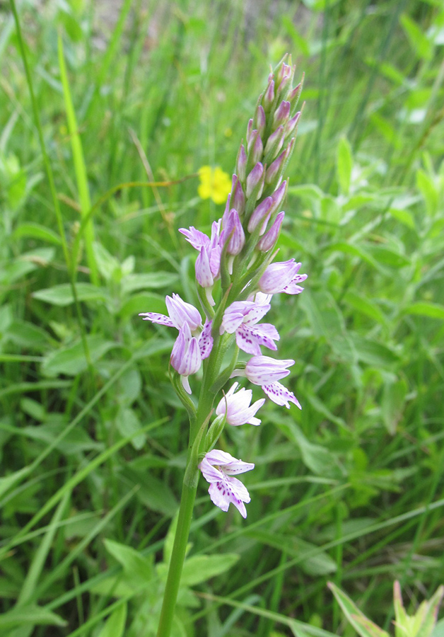 Изображение особи Dactylorhiza iberica.