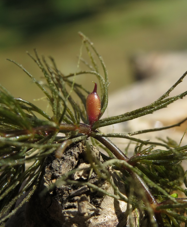 Изображение особи Ceratophyllum demersum.