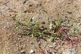 Persicaria lapathifolia