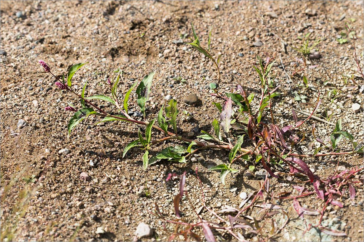 Изображение особи Persicaria lapathifolia.