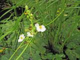 Sagittaria aginashi