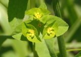 Euphorbia stricta. Соцветия-циатии. Украина, Львовская обл., Дрогобычский р-н, г. Трускавец, Помярки, возле дороги. 09.06.2014.