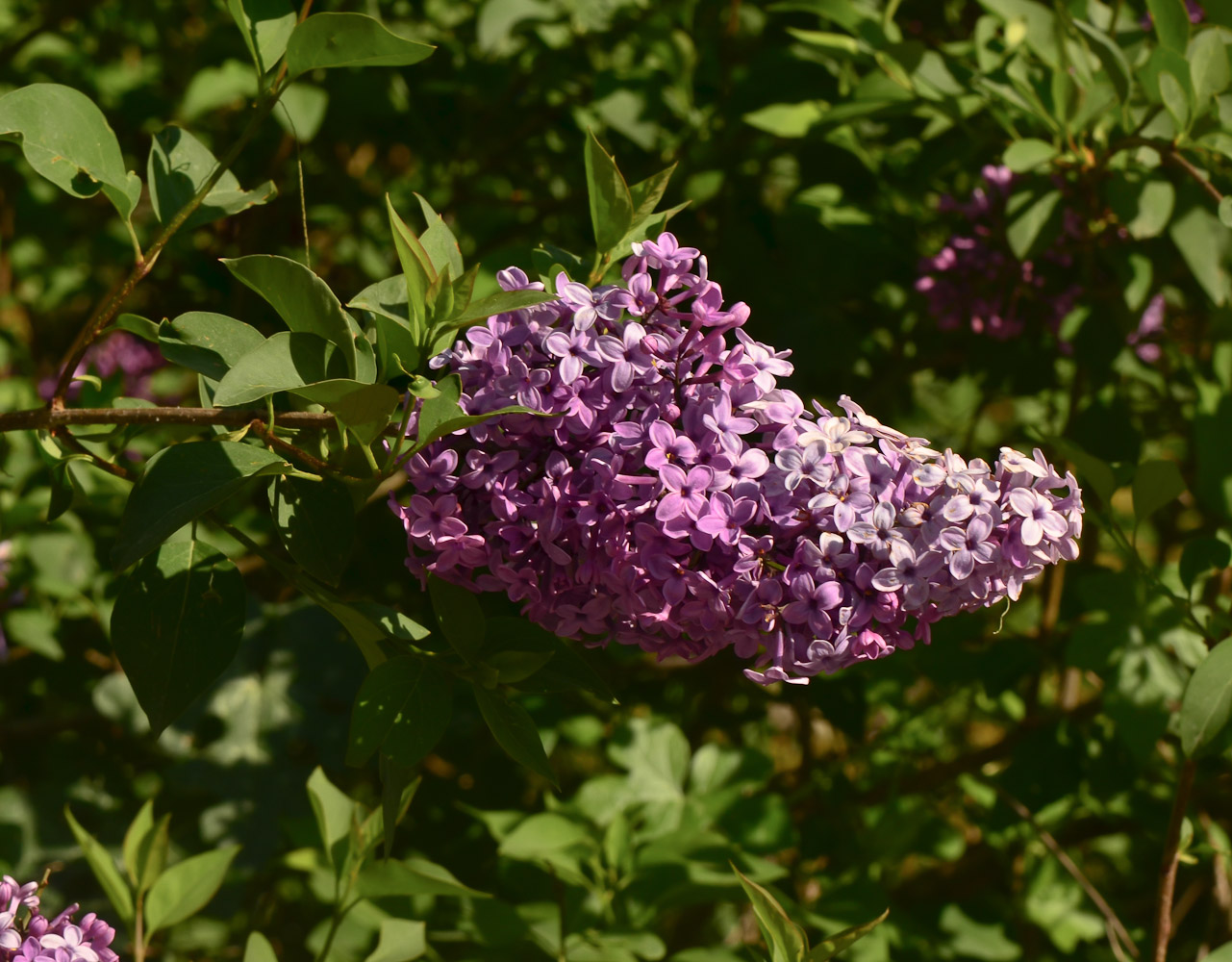 Image of Syringa chinensis specimen.