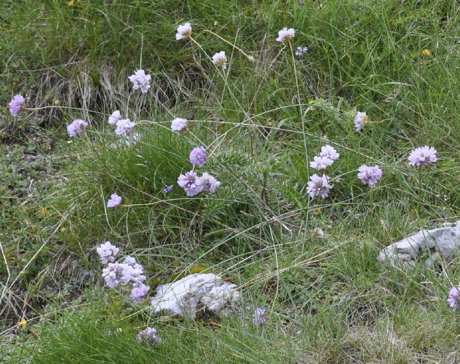 Изображение особи Armeria canescens.