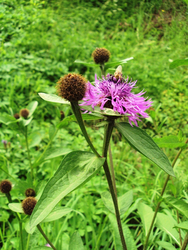 Image of Centaurea pseudophrygia specimen.