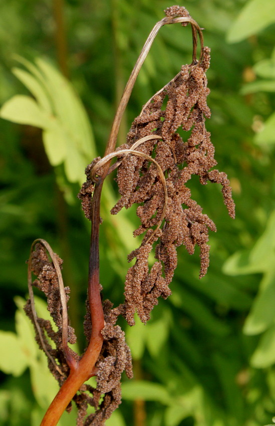 Image of Osmunda regalis specimen.