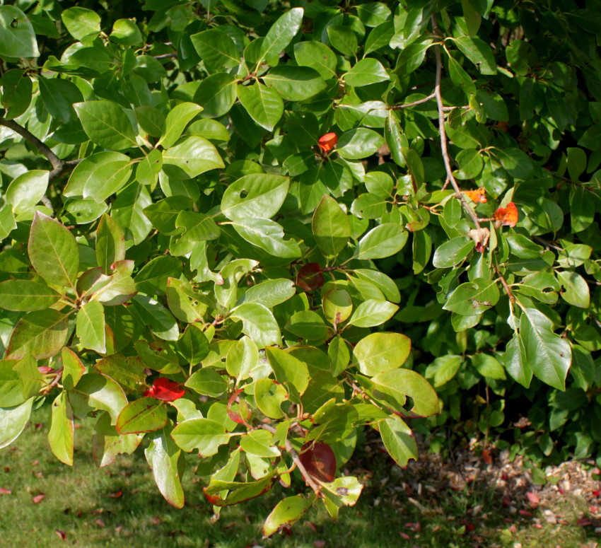 Image of Nyssa sylvatica specimen.