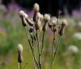 Cirsium setosum. Верхушки побегов с соплодиями. Московская обл., Раменский р-н, окр. ж.-д. платформы Хрипань, просека под ЛЭП. 22.07.2014.