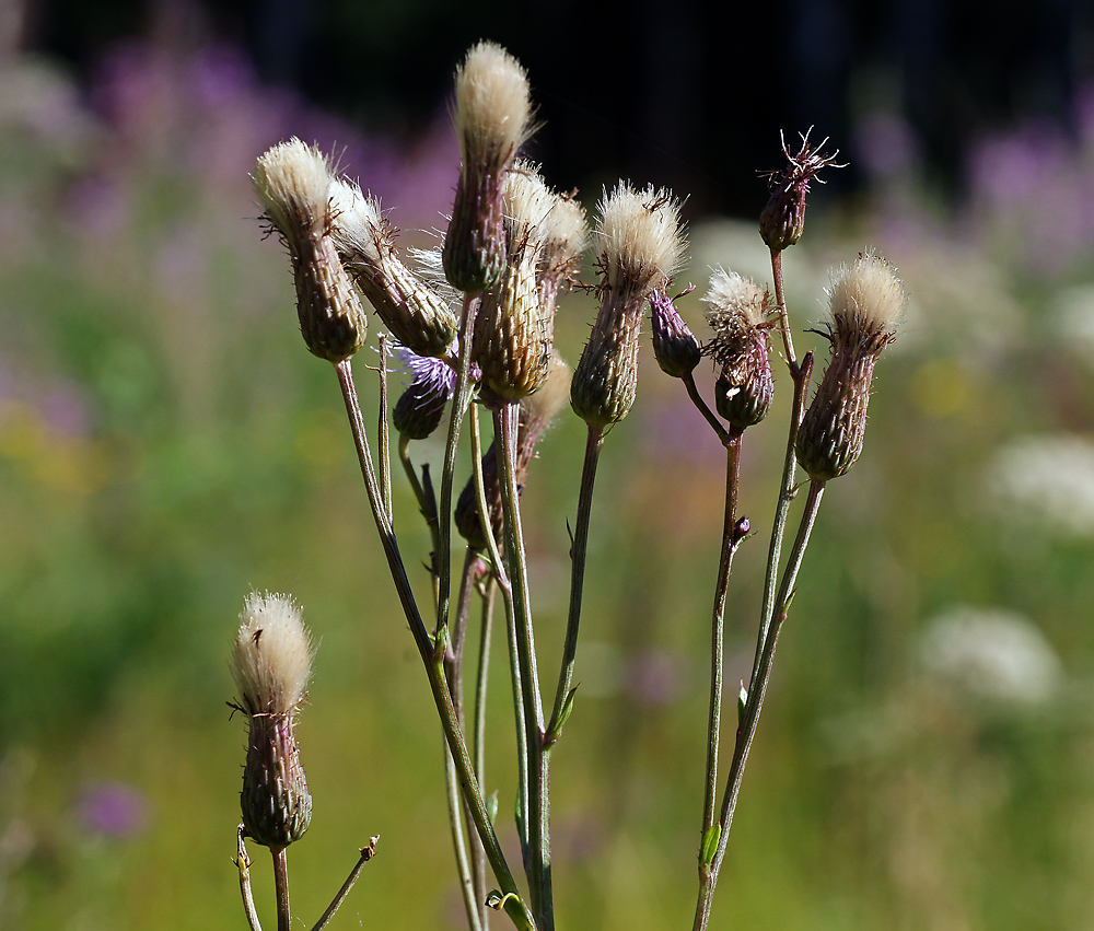 Image of Cirsium setosum specimen.