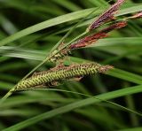 Carex acuta. Соплодия. Московская обл., Раменский р-н, окр. дер. Хрипань, садовый участок. 30.05.2014.