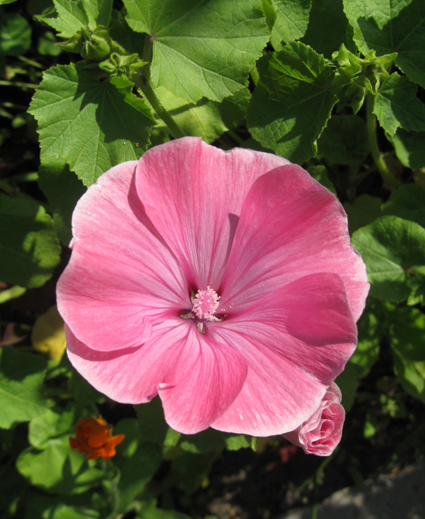 Image of Malva trimestris specimen.