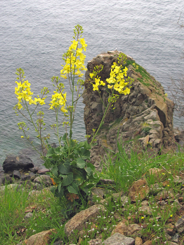 Image of Brassica taurica specimen.