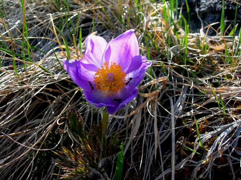 Image of Pulsatilla multifida specimen.