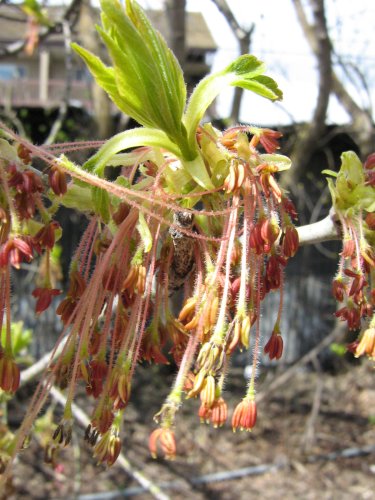 Image of Acer negundo specimen.