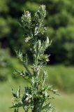 genus Carduus. Верхушка цветущего растения. Краснодарский край, окр. Новороссийска, обочина дороги в урочище \"Дюрсо\" недалеко от Абрау-Дюрсо. 03.06.2009.