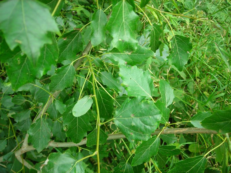 Image of Populus &times; canescens specimen.