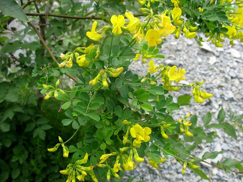 Изображение особи Hippocrepis emeroides.