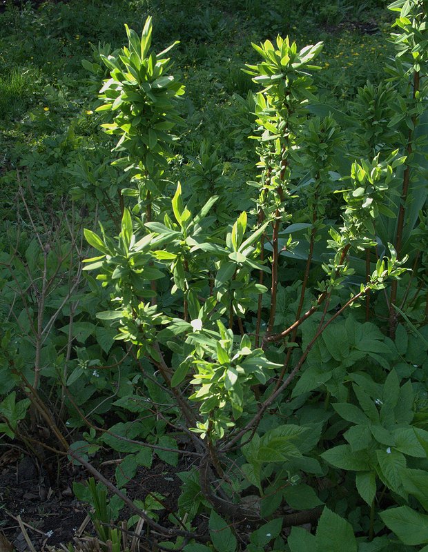 Image of Daphne sophia specimen.