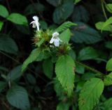 Galeopsis bifida. Верхушка веточки с цветками и плодами. Краснодарский край, Сочи, окр. Мацесты, у ЛЭП. 08.10.2014.