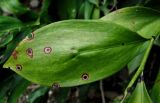 Ruscus colchicus