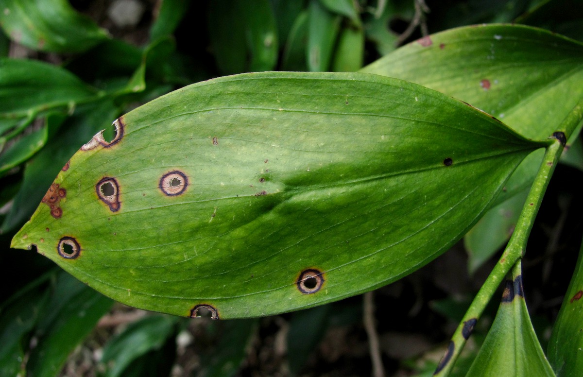 Image of Ruscus colchicus specimen.