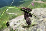 genus Carex. Верхушка побега с соплодиями. Краснодарский край, хр. Аибга, каменистое место, ≈ 2500 м н.у.м. 09.07.2015.