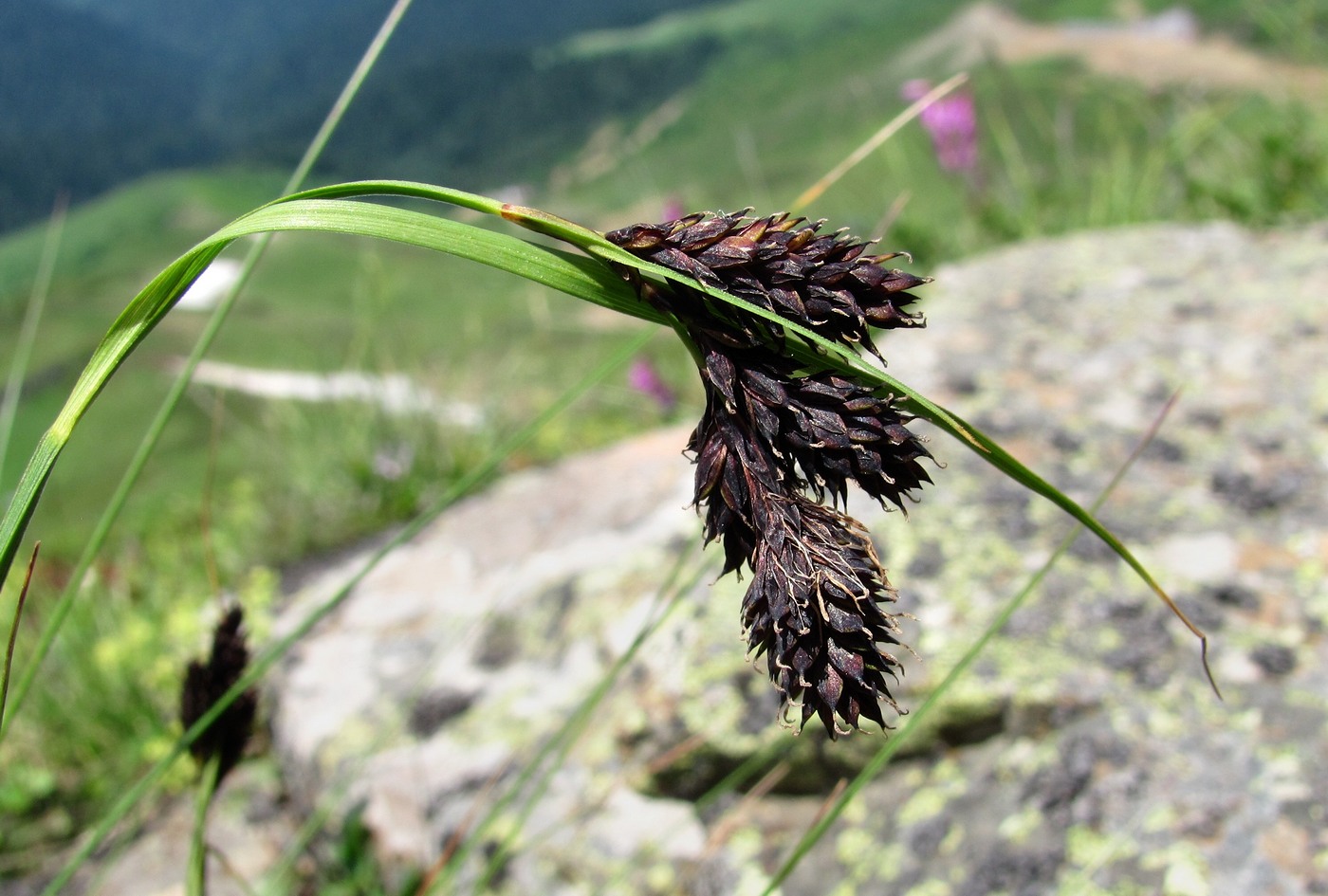 Изображение особи род Carex.