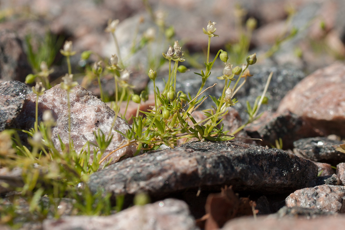 Image of Sagina procumbens specimen.