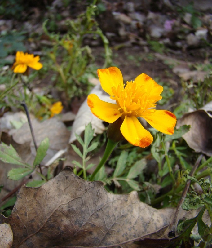 Изображение особи Tagetes patula.