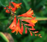 Crocosmia × crocosmiiflora. Верхушка соцветия. Московская обл., Раменский р-н, окр. дер. Хрипань, садовый участок. 11.09.2015.