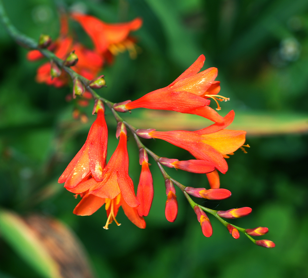 Изображение особи Crocosmia &times; crocosmiiflora.