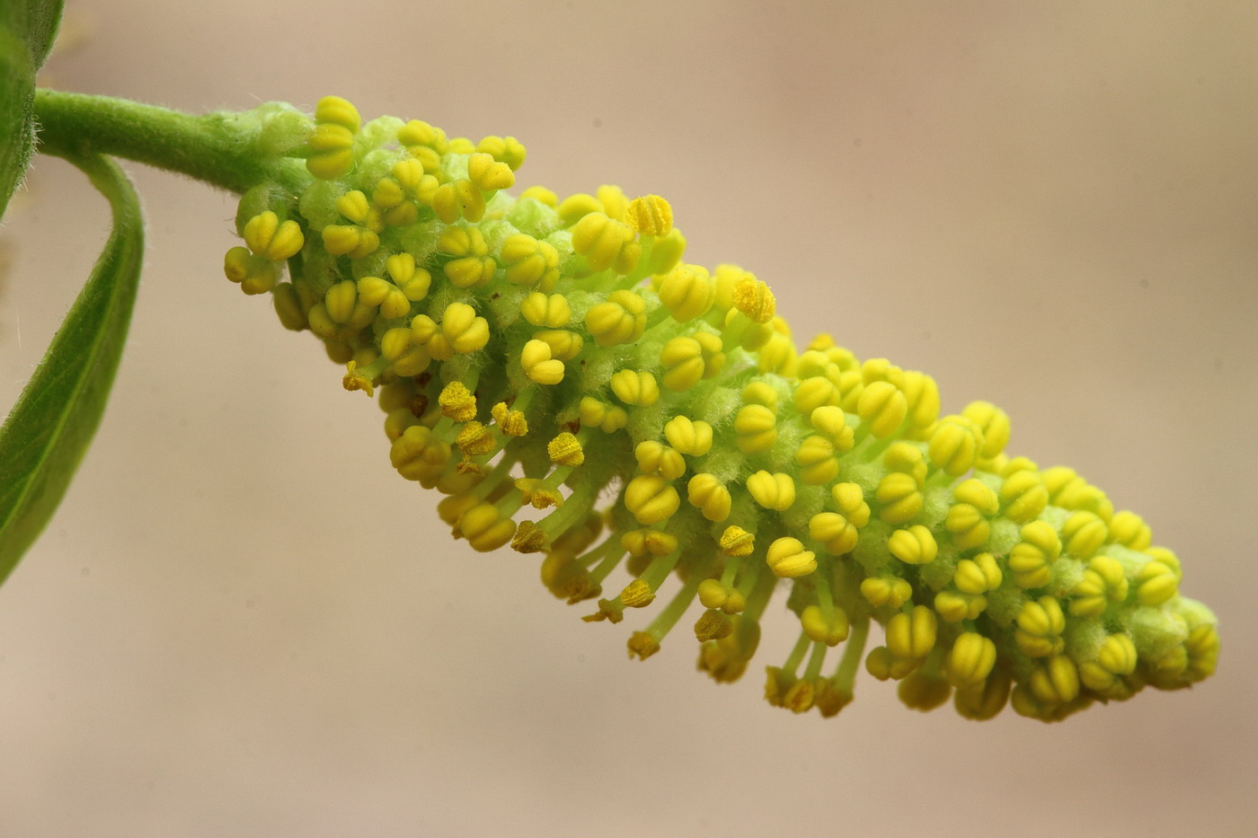 Изображение особи Salix euxina.