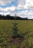 Abies fraseri
