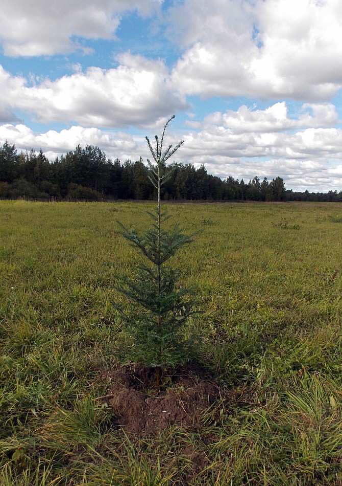 Изображение особи Abies fraseri.