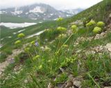 Chamaesciadium acaule. Цветущее растение. Адыгея, Кавказский биосферный заповедник, склон горы Абадзеш, ≈ 2300 м н.у.м., альпийский луг. 27.06.2015.