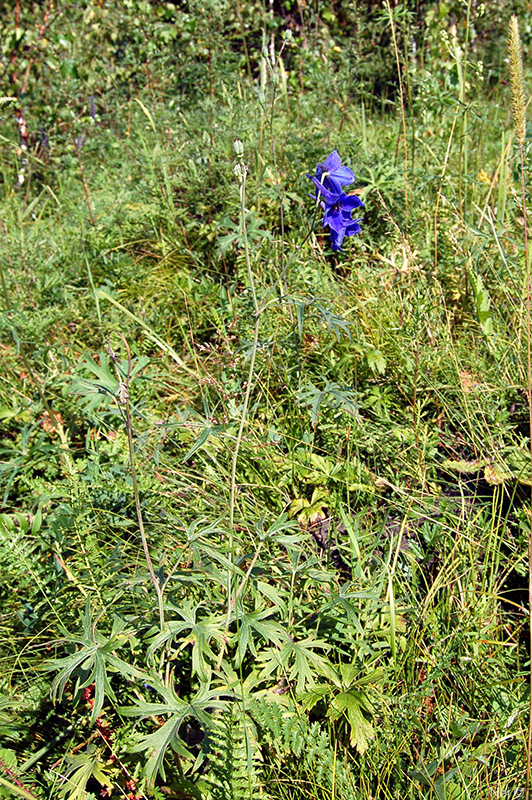 Image of Delphinium laxiflorum specimen.