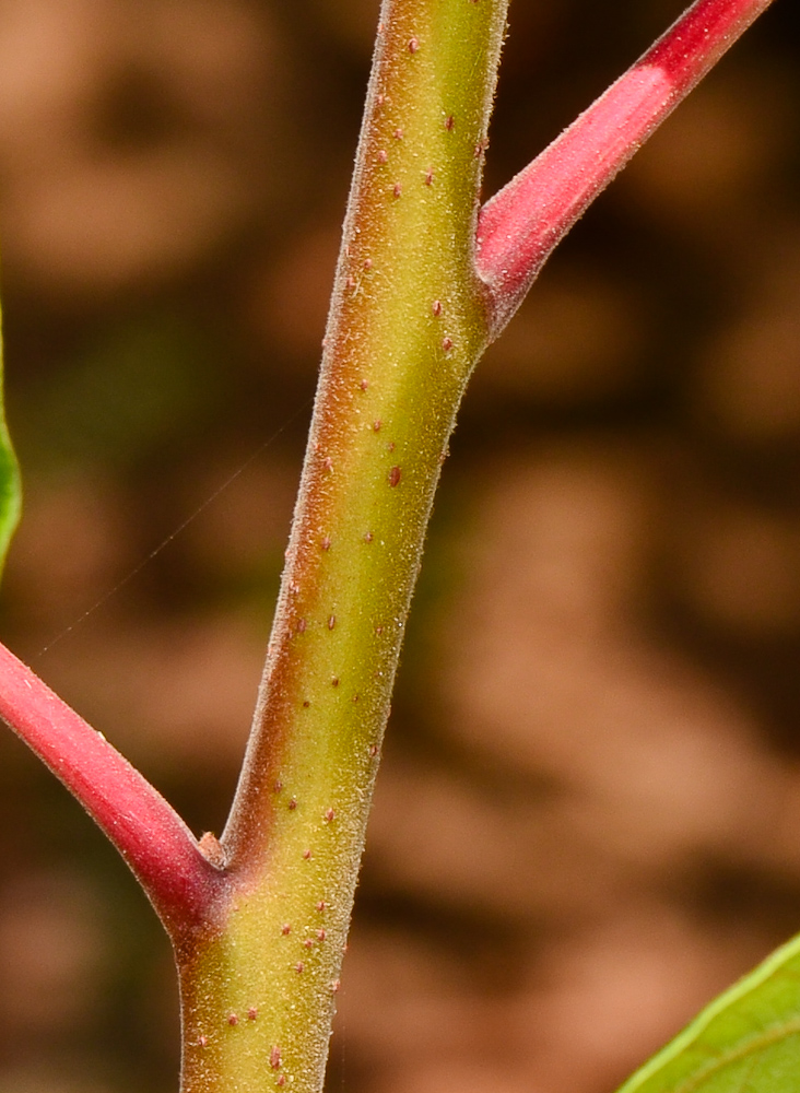 Изображение особи Rhus copallinum.