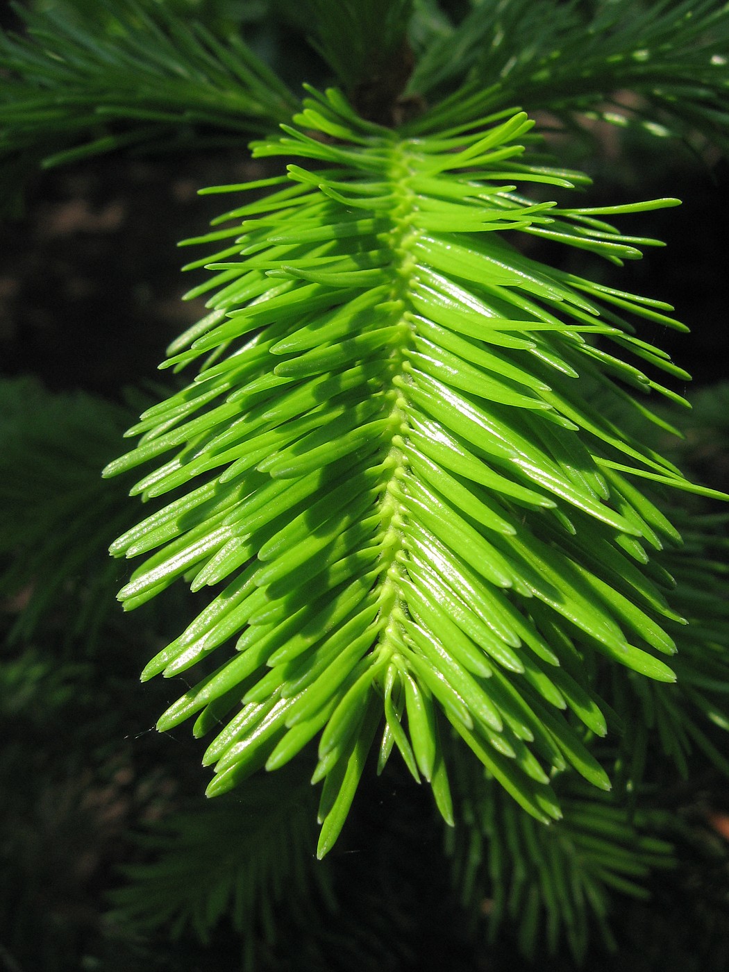 Image of Abies alba specimen.