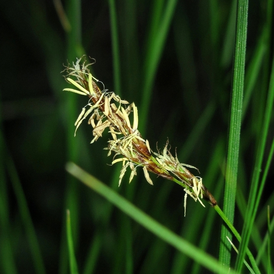 Изображение особи Carex praecox.