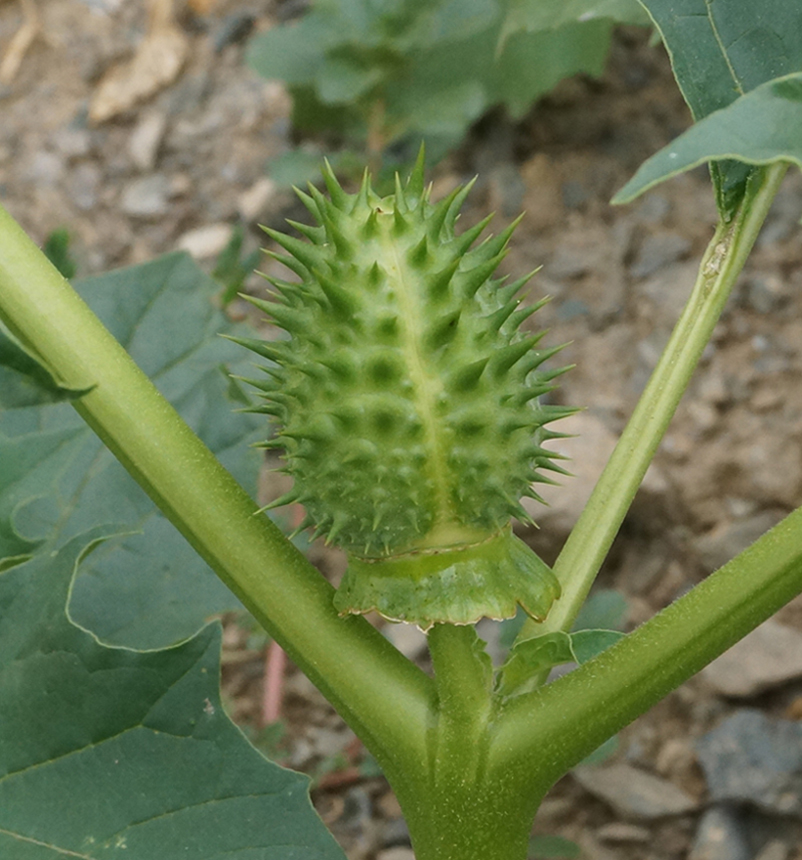 Изображение особи Datura stramonium.