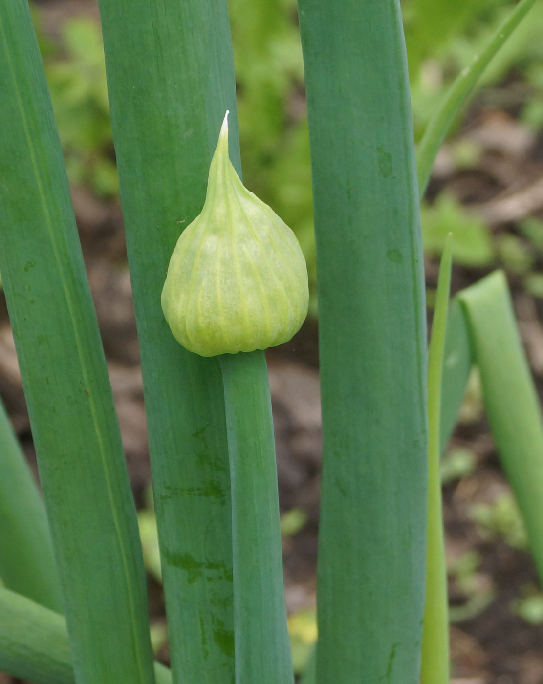 Изображение особи Allium fistulosum.