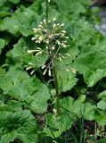 Petasites albus