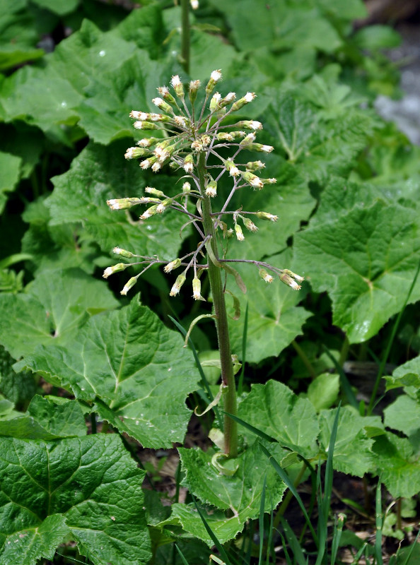 Изображение особи Petasites albus.