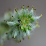 Salix phylicifolia